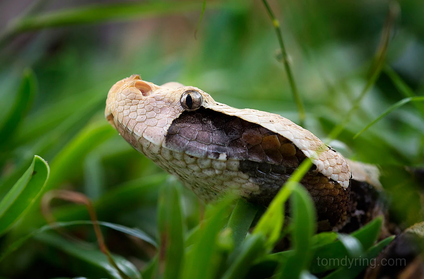 Gaboon viper