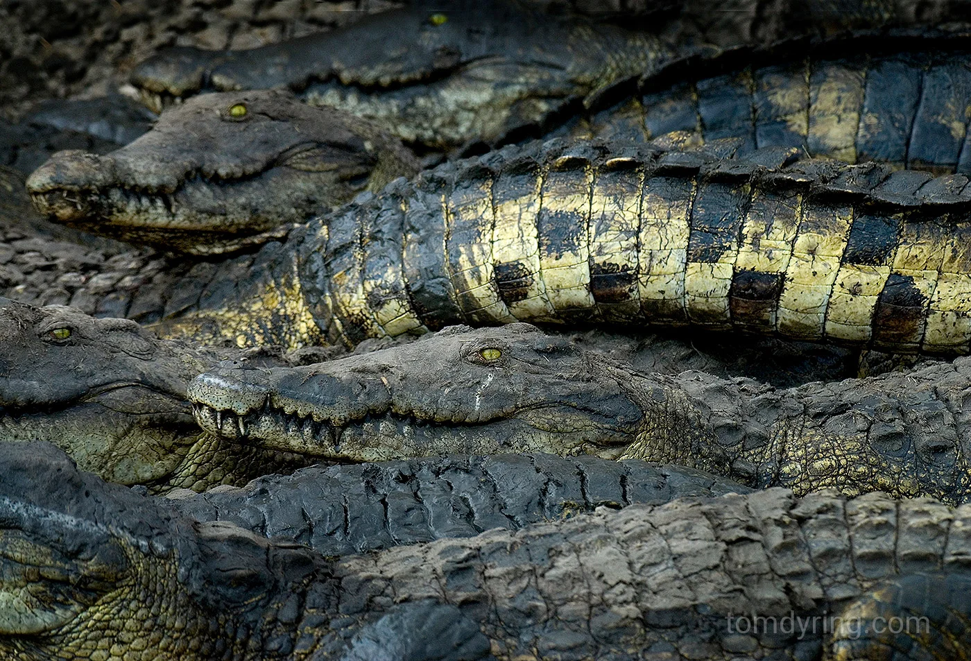 Nile crocodile