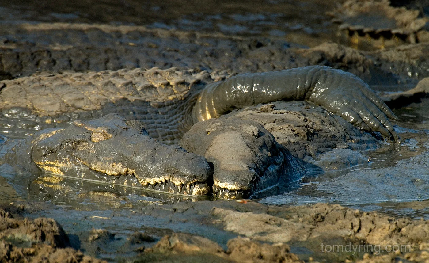 Nile crocodile
