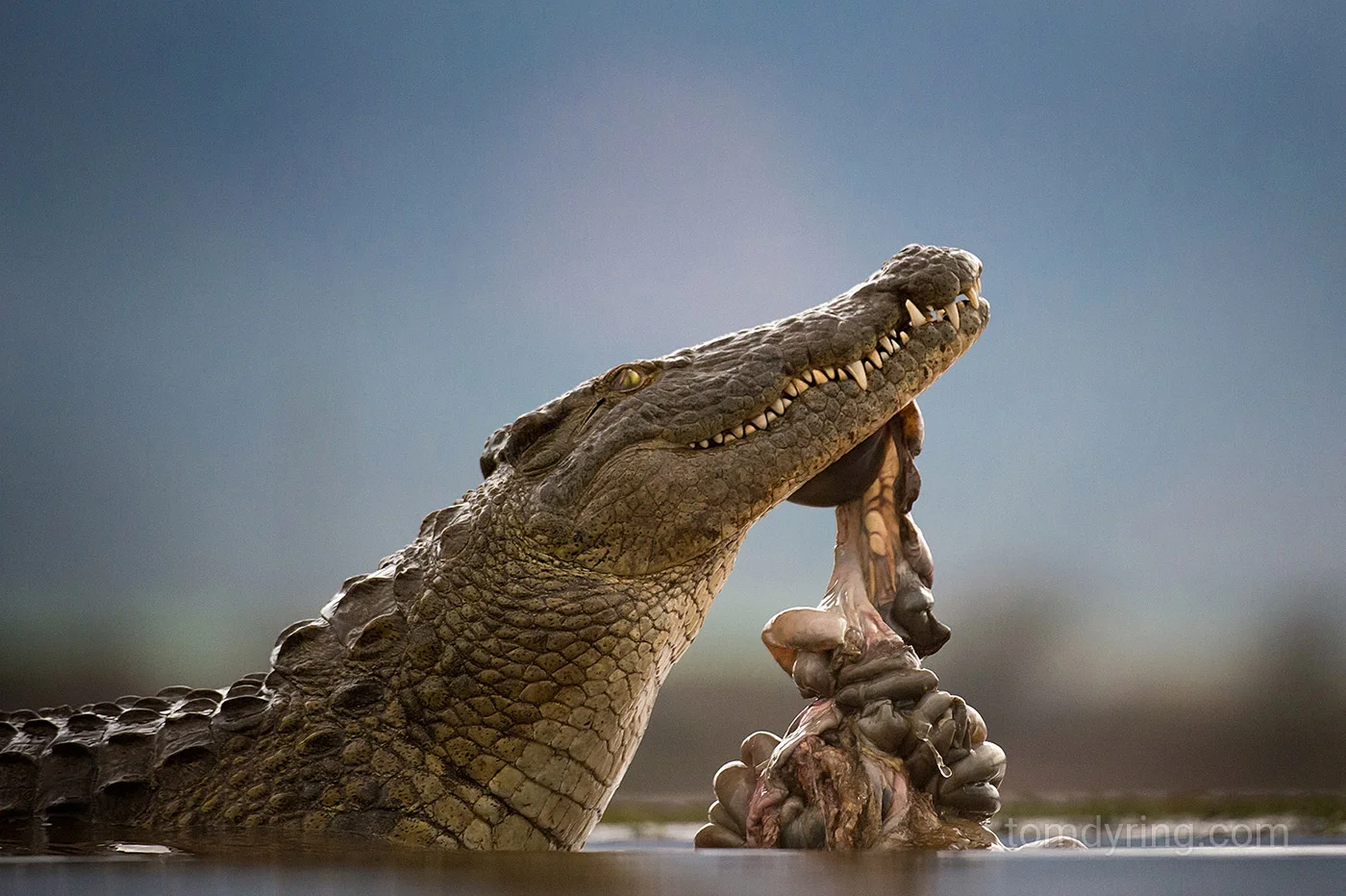 Nile crocodile