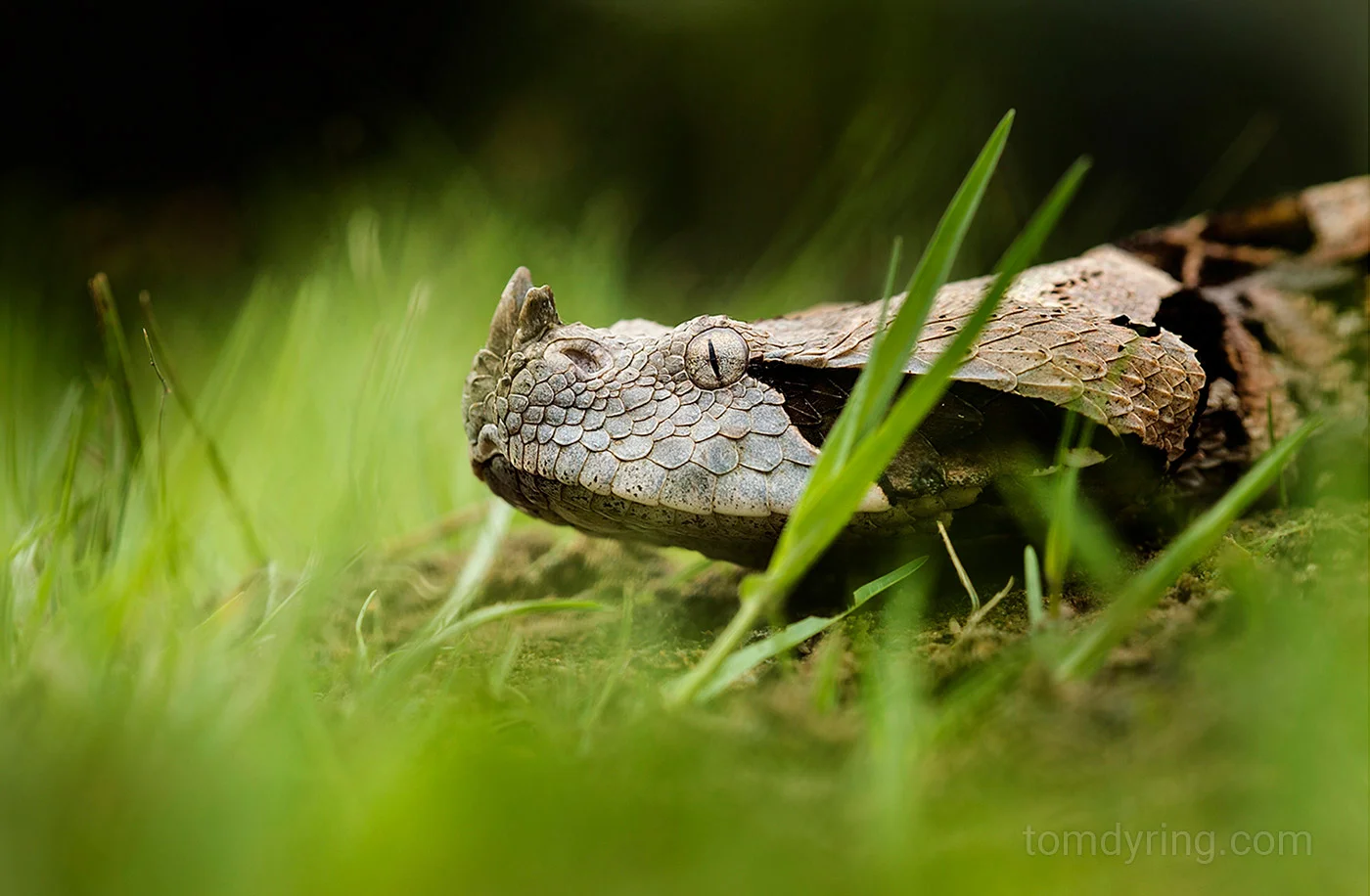 Rhinocerus viper