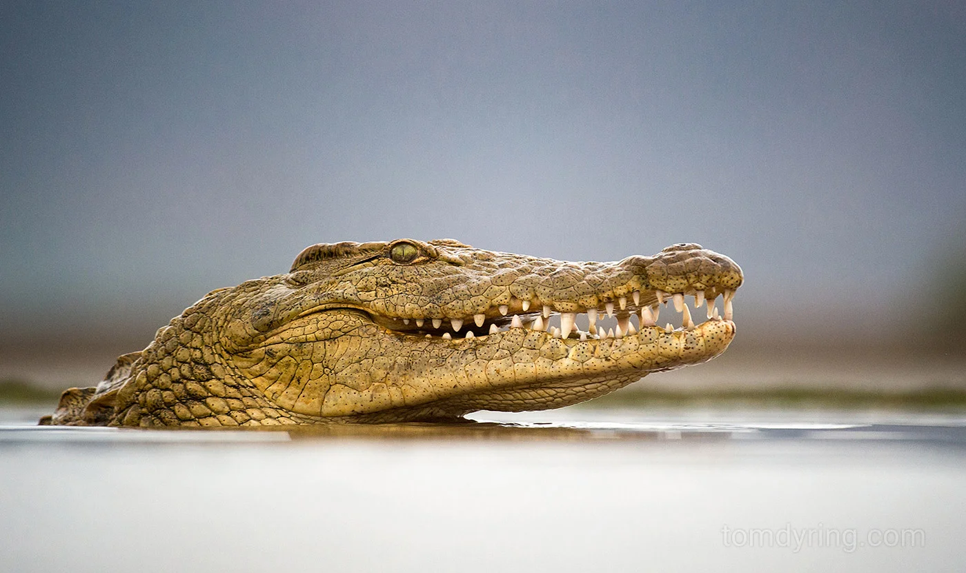 Nile crocodile
