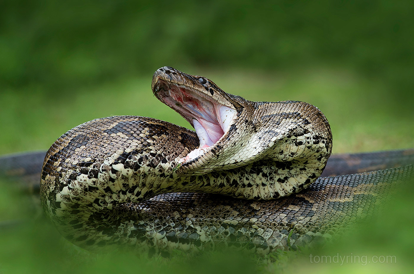 Rock python