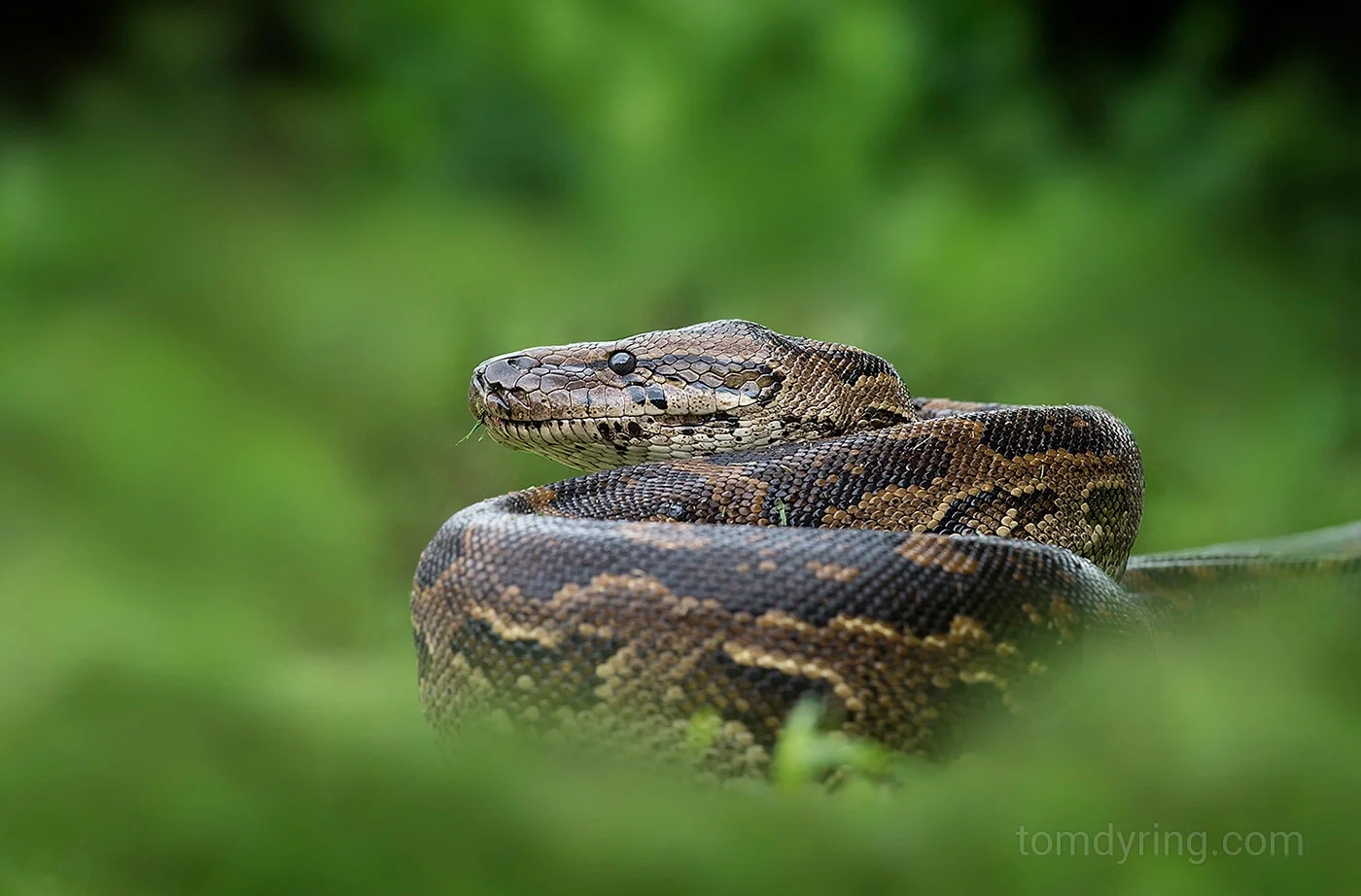 Rock python