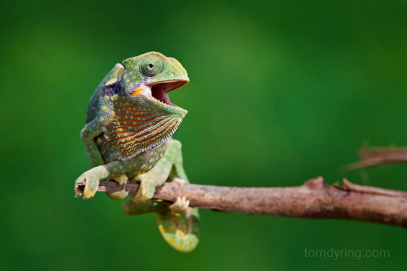 Slender chameleon