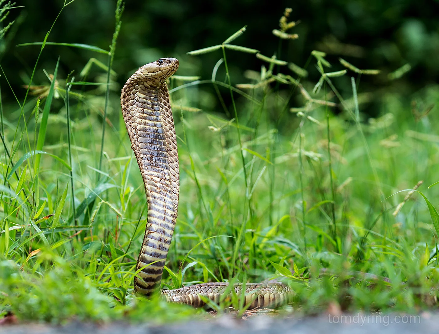 Snouted cobra