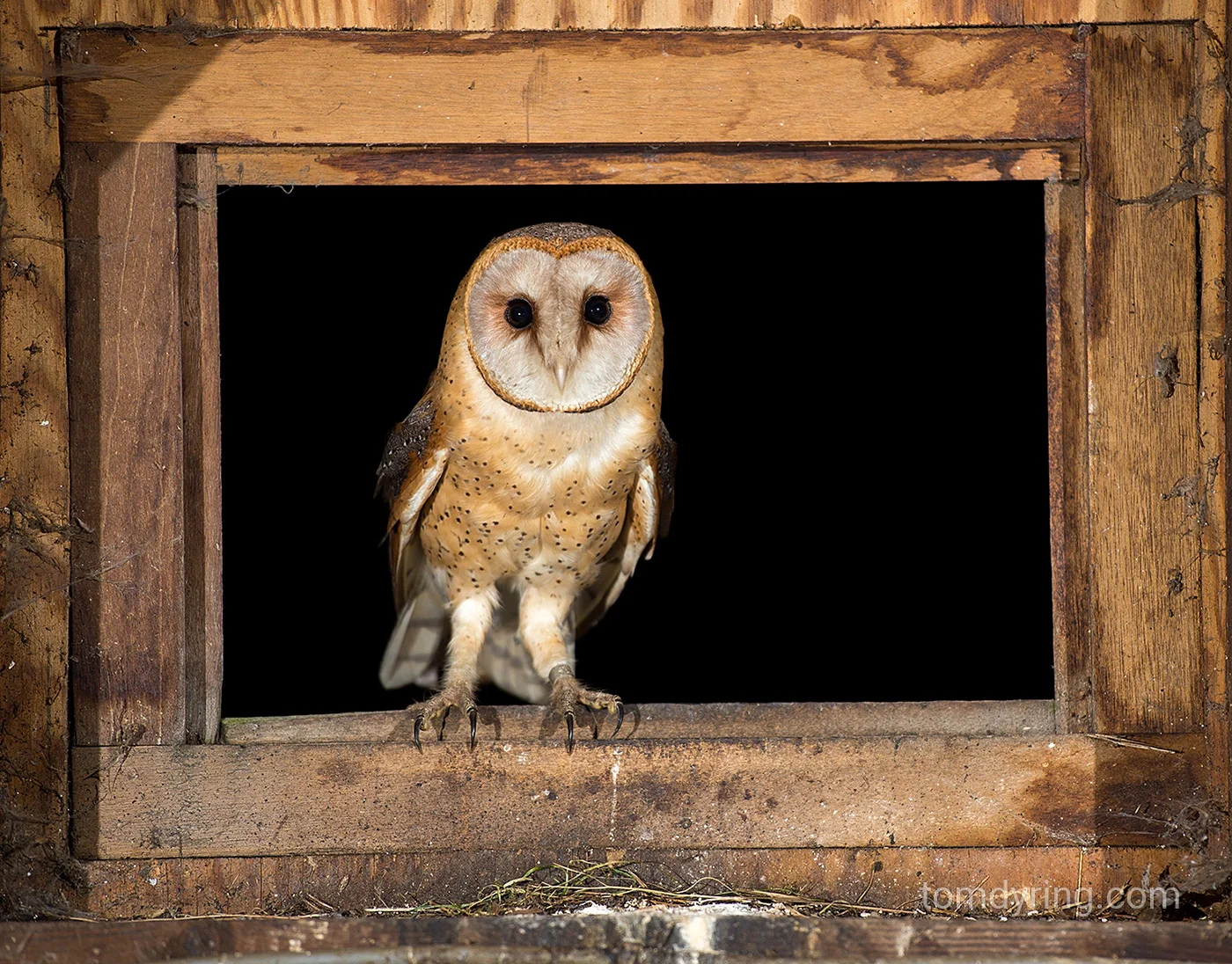Barn owl / tårnugle