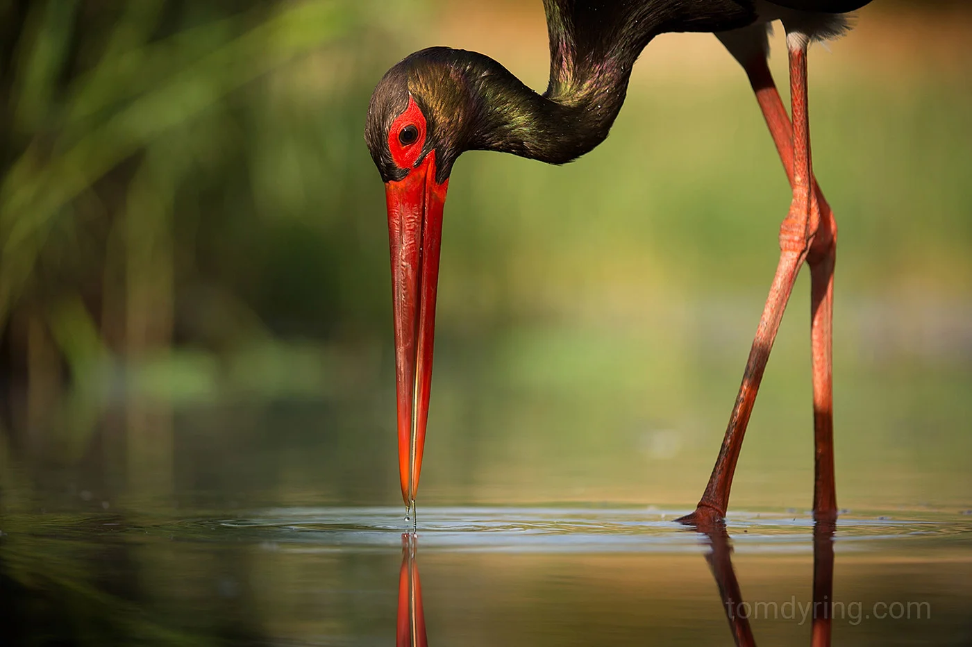 Black stork / Svartstork