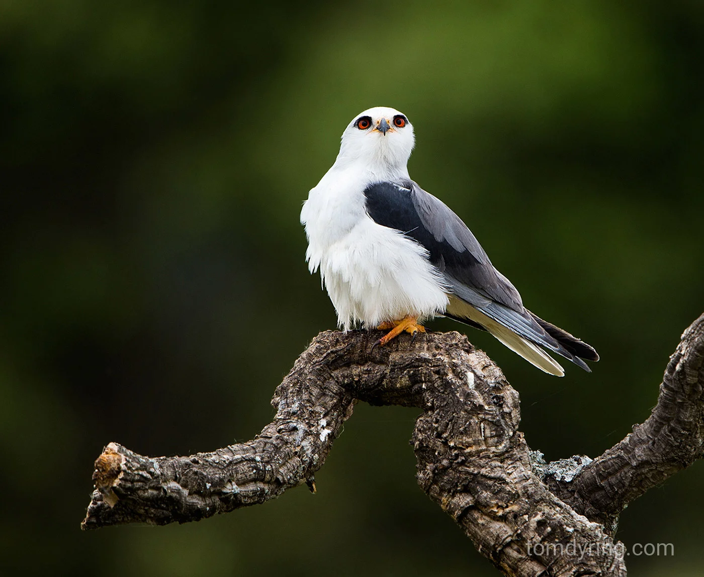 Black shouldered kite / Svartvingeglente