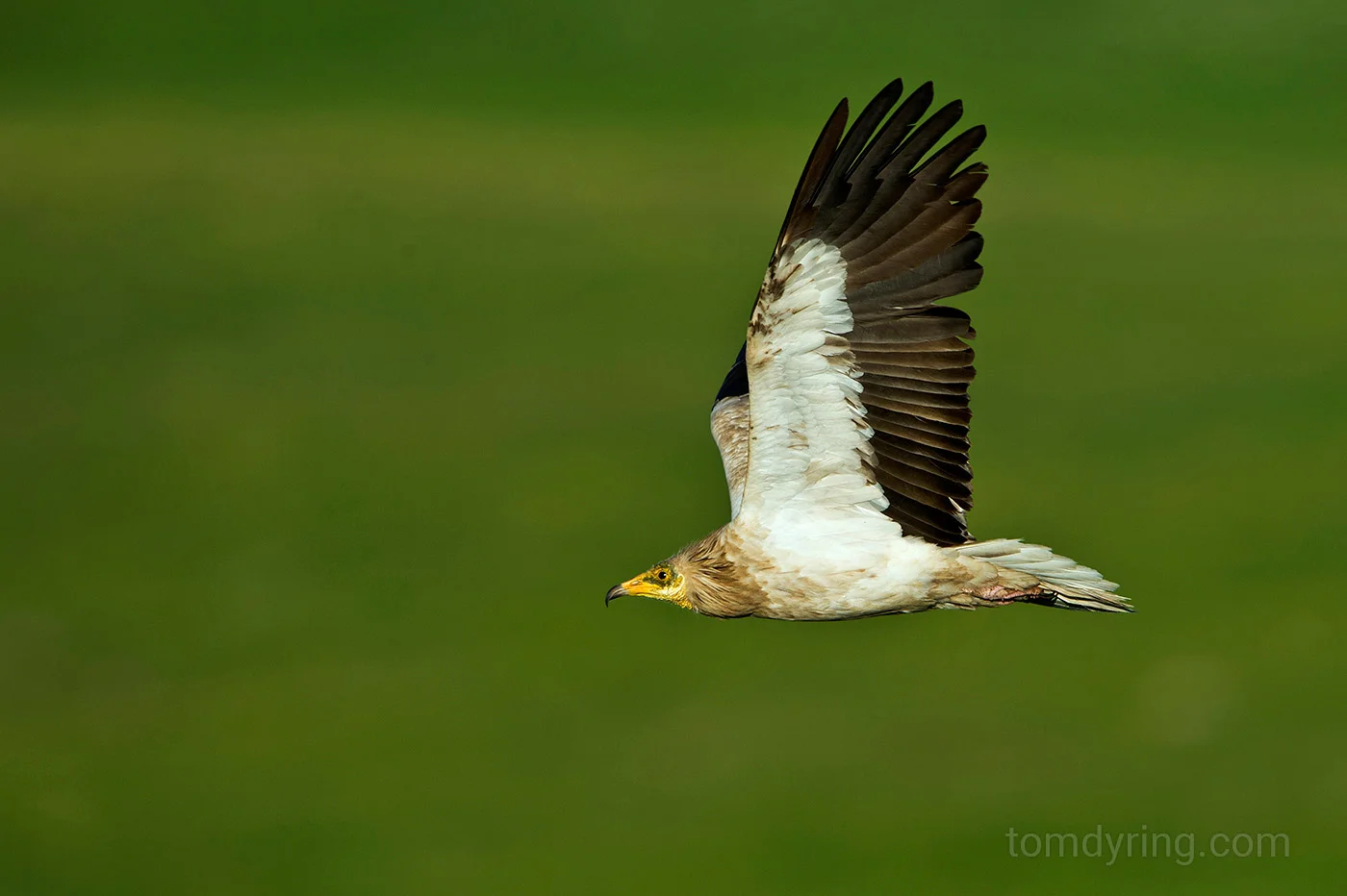 Egyptian vulture / Åtselgribb