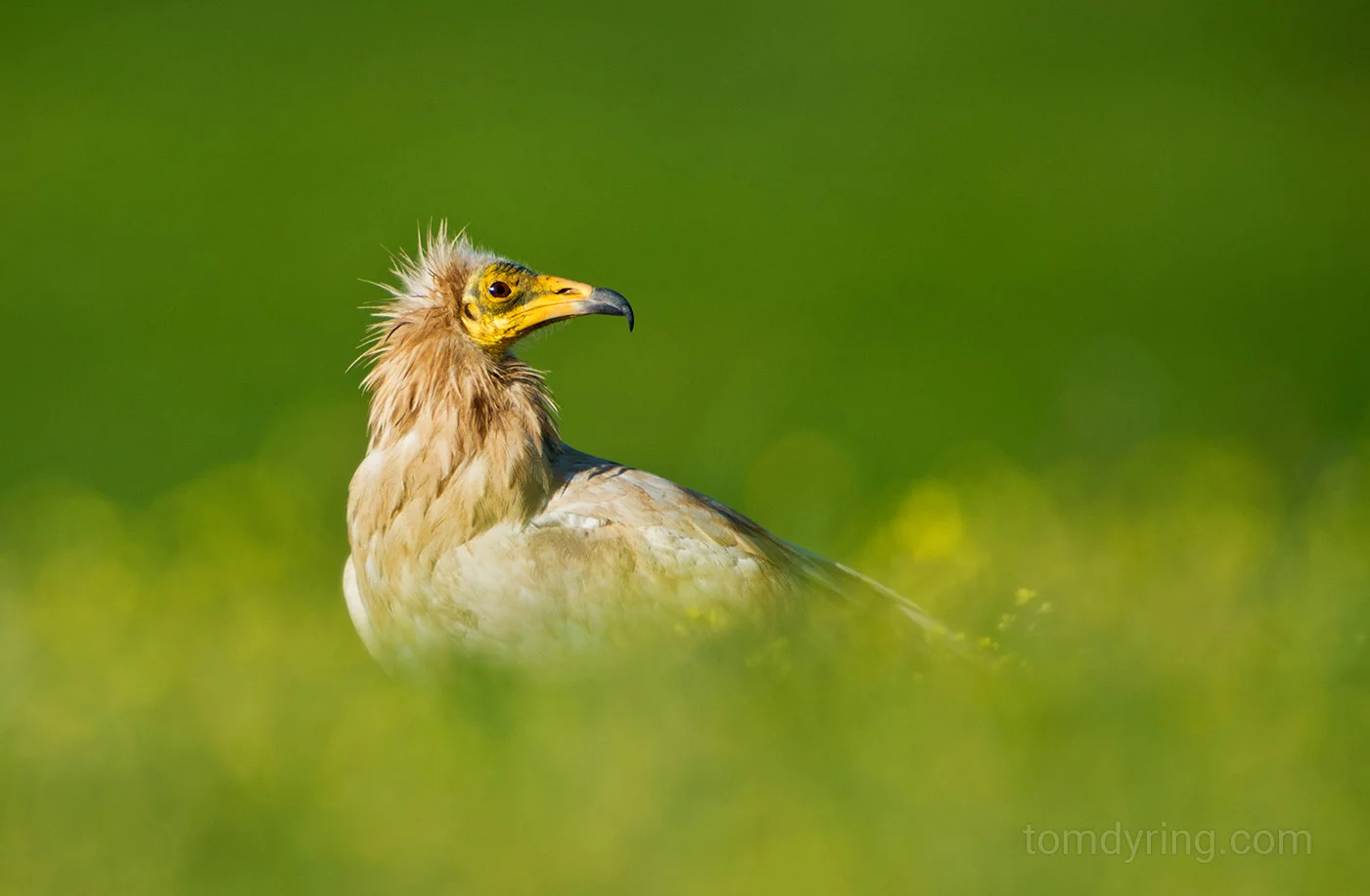 Egyptian vulture / Åtselgribb