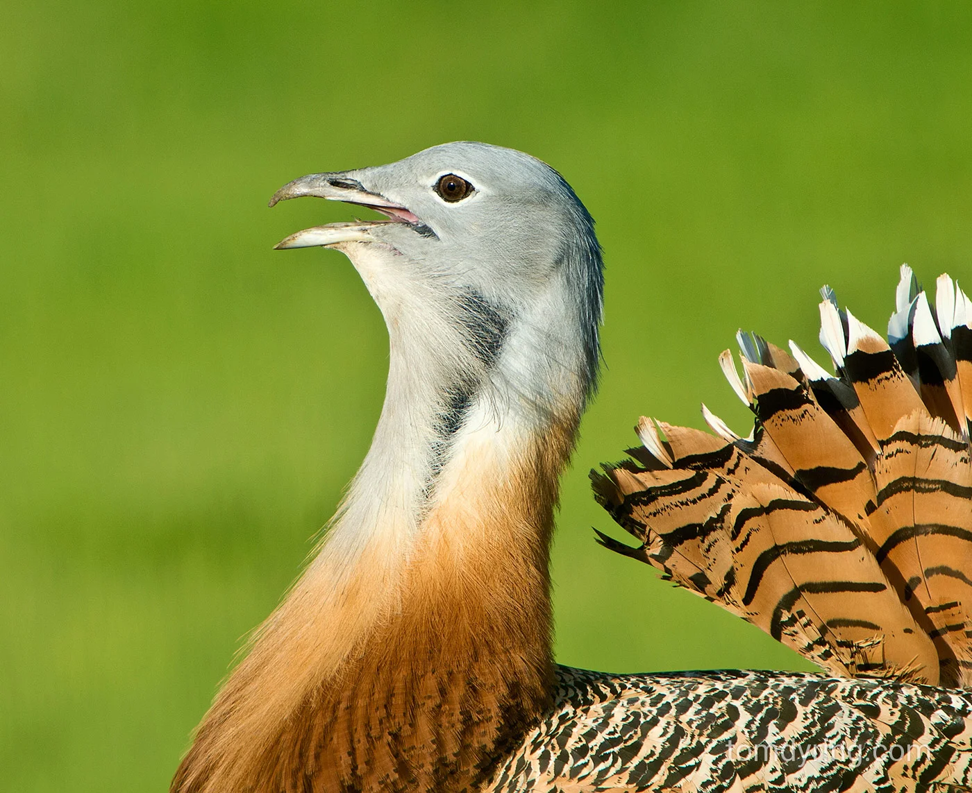 Great bustard / Stortrappe