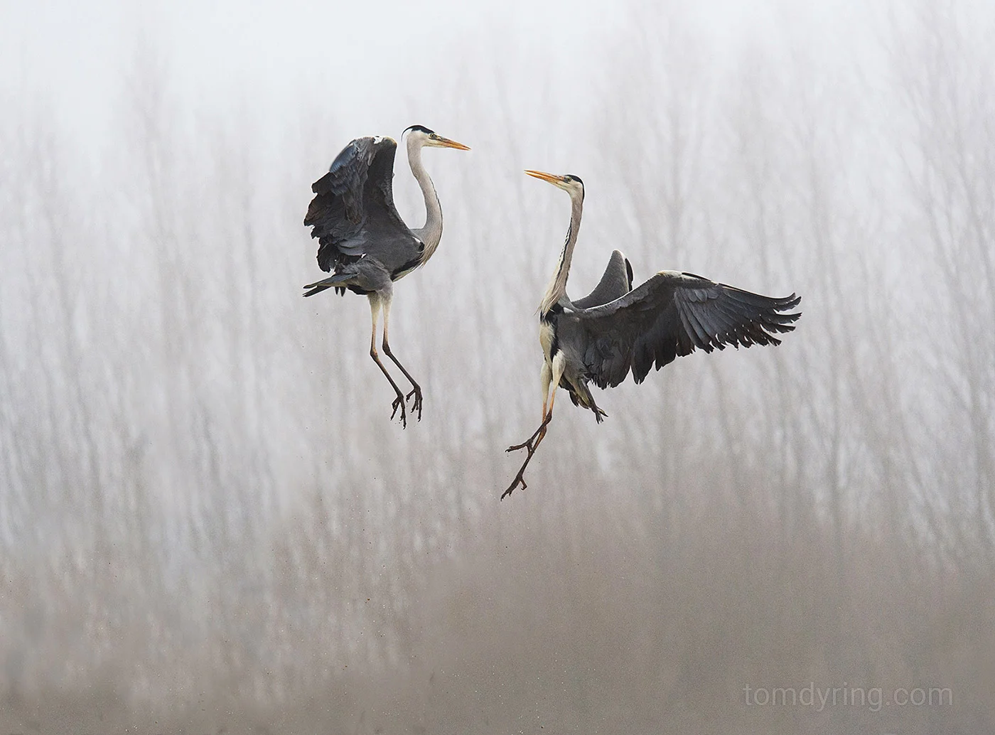 Grey heron / Gråhegre