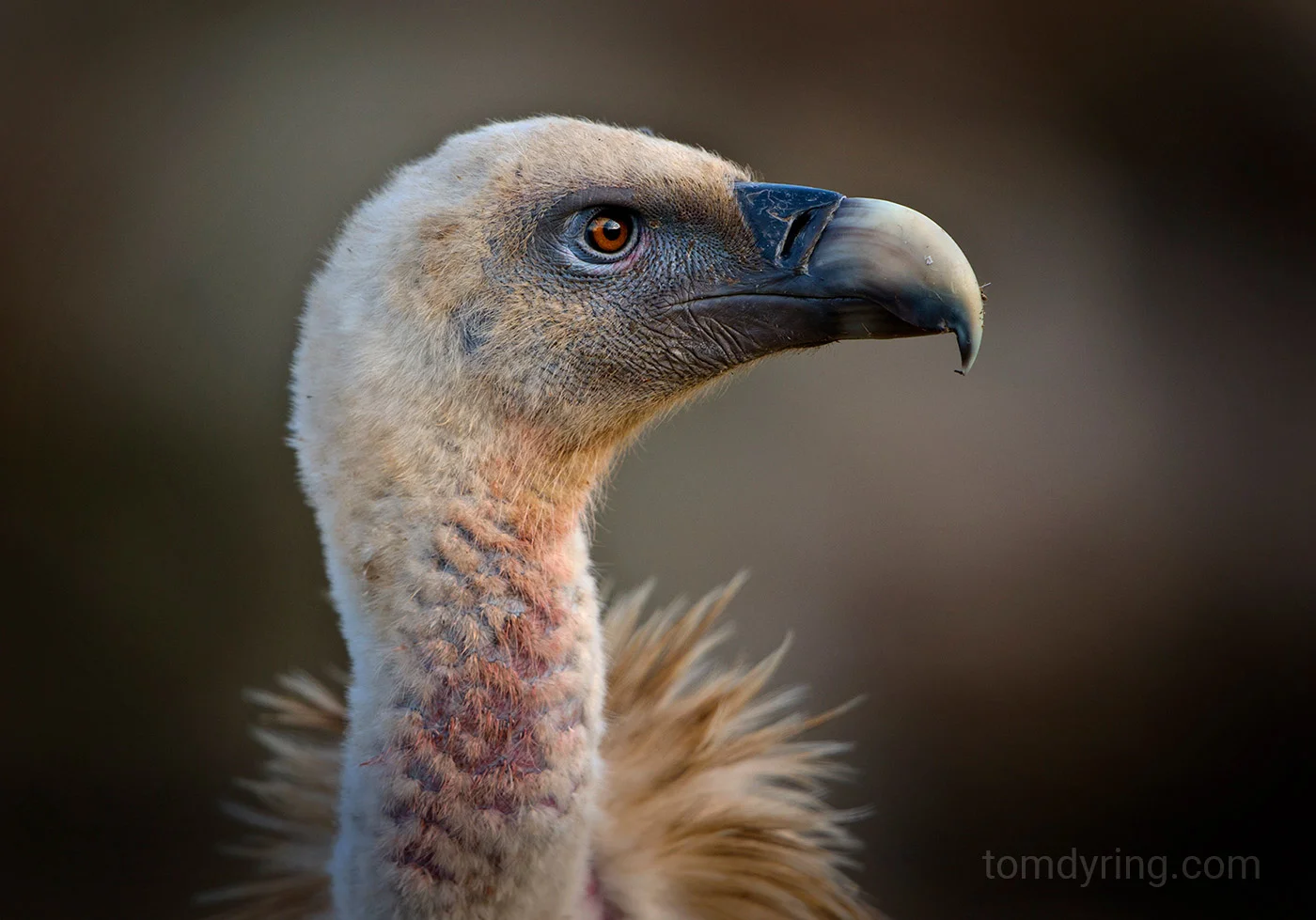 Griffon vulture / Gåsegribb