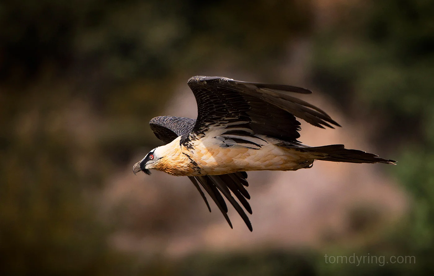Bearded vulture / Lammegribb