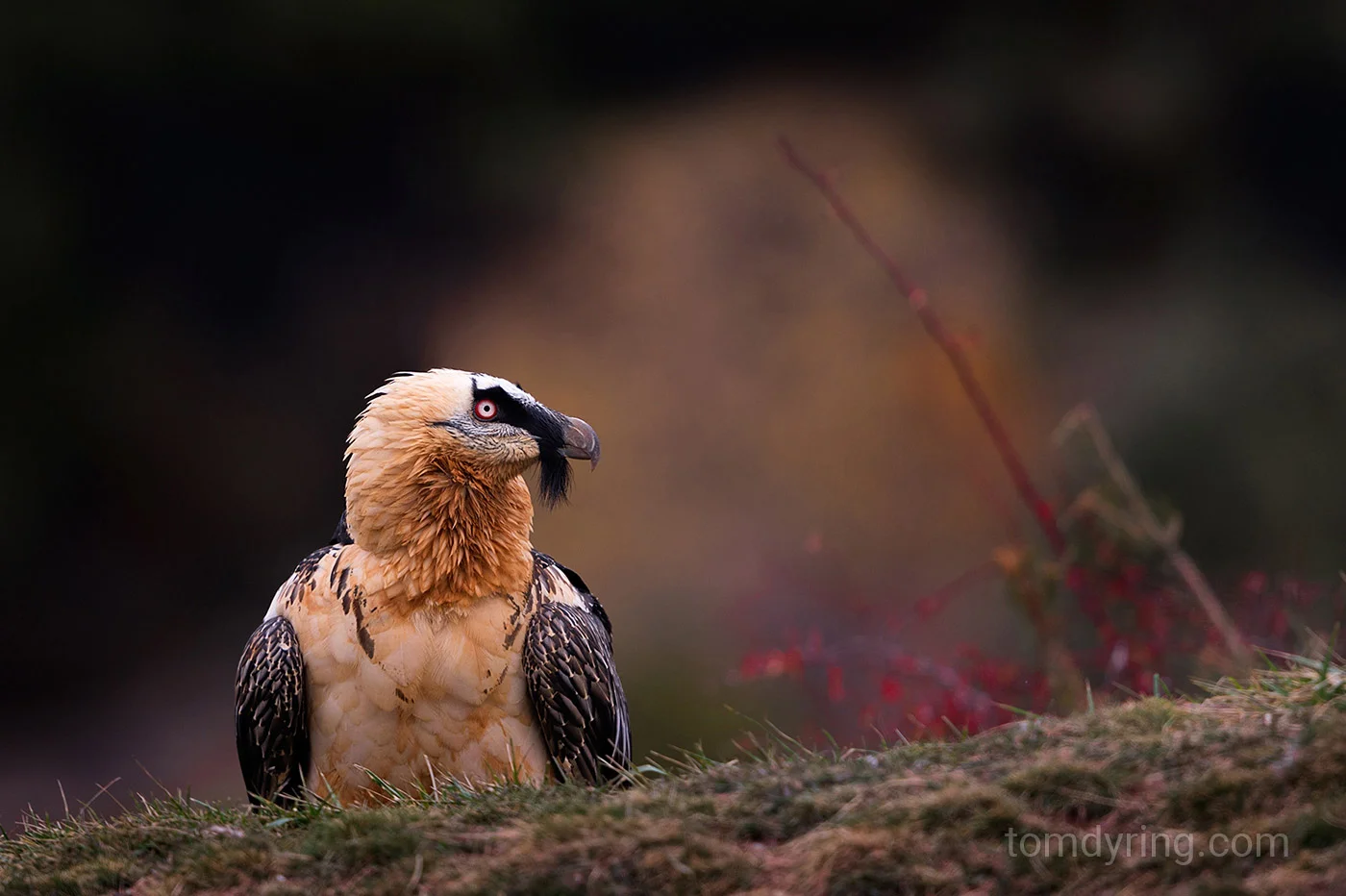 Bearded vulture / Lammegribb