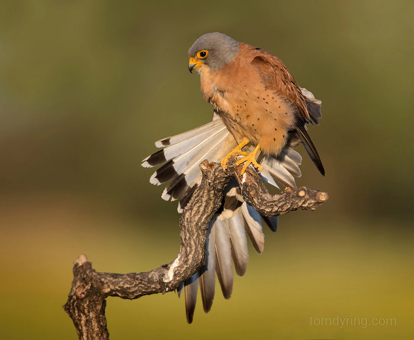 Little falcon / Rødfalk