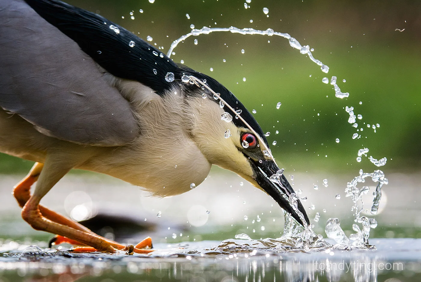 Night heron / Natthegre