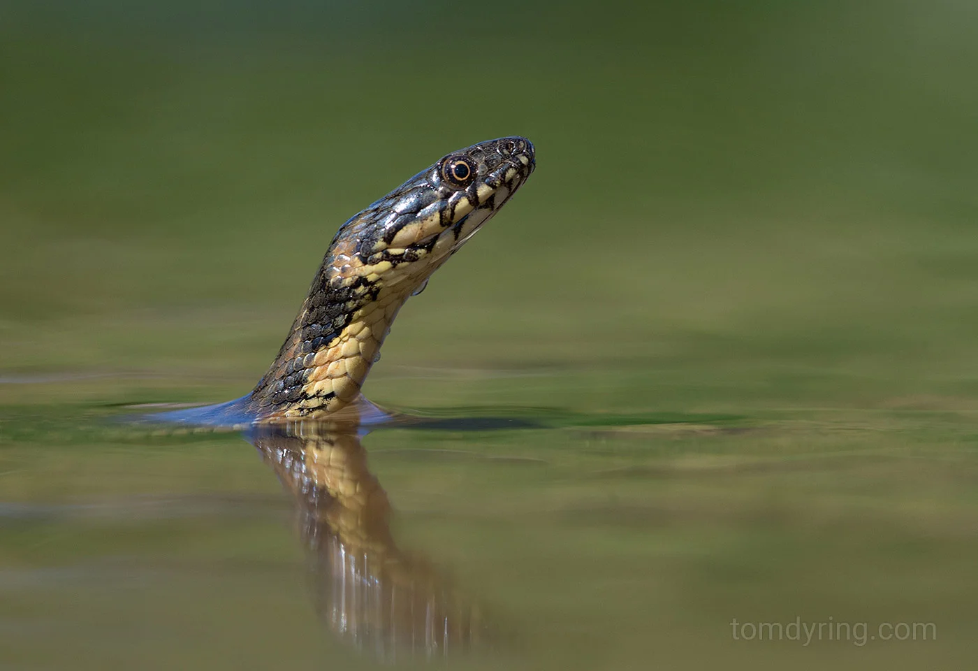 Viperine snake / Huggormsnok