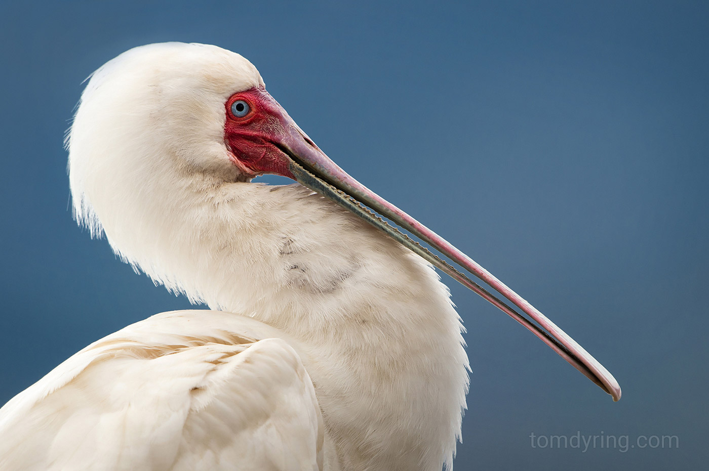 African spoonbill