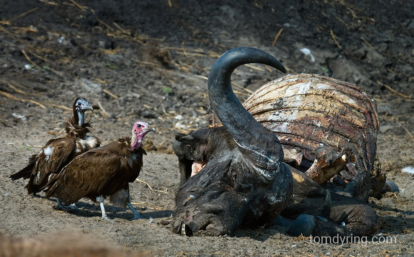 Hooded vulture