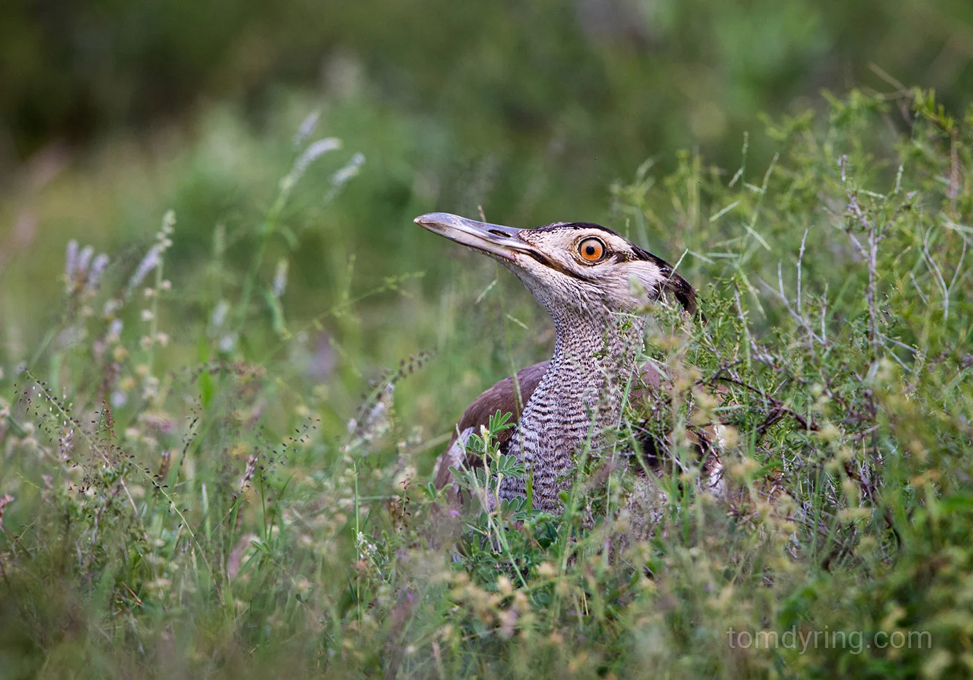 Kori bustard