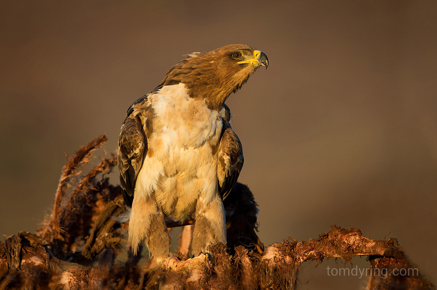 Tawny eagle