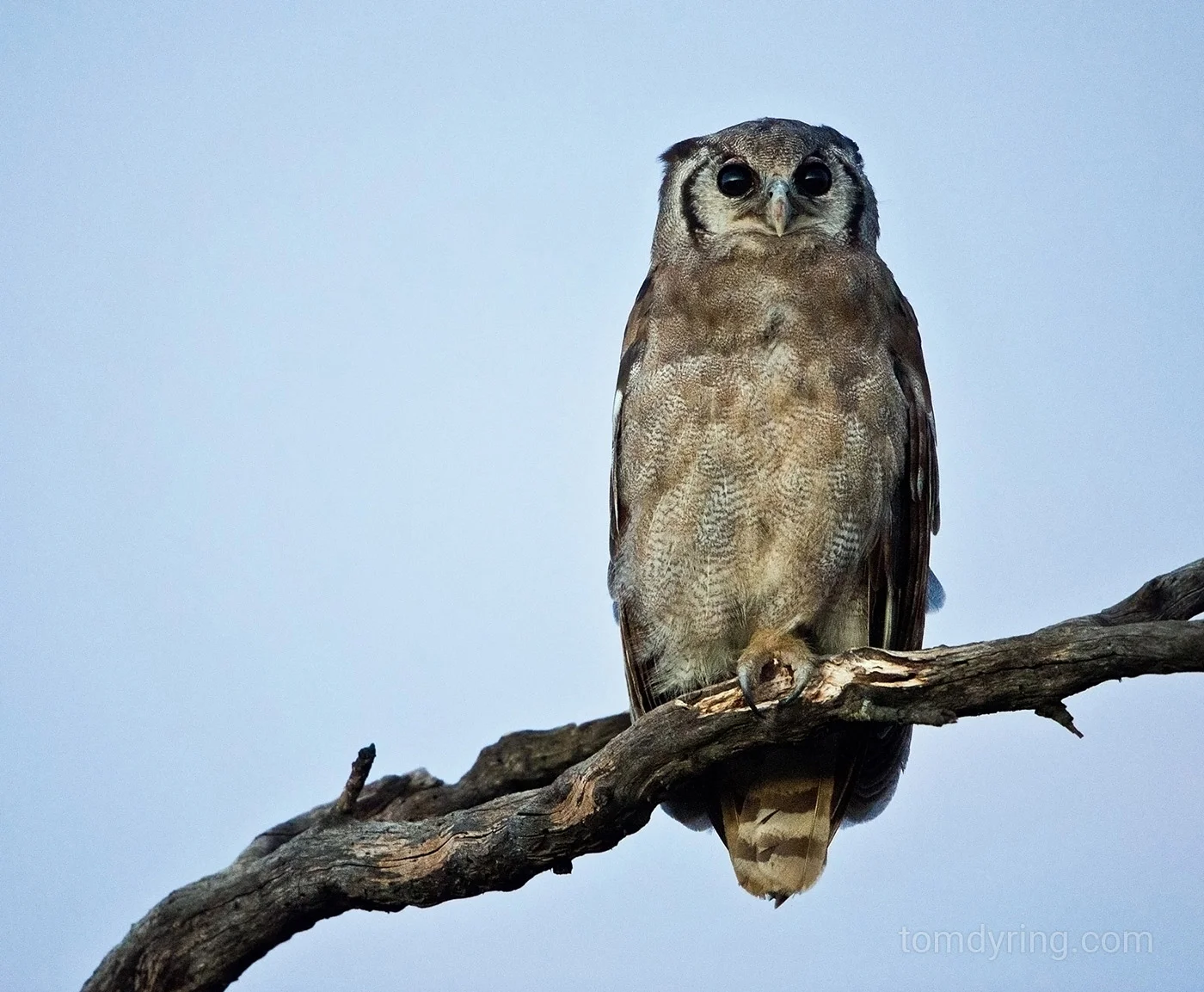 Giant eagle owl
