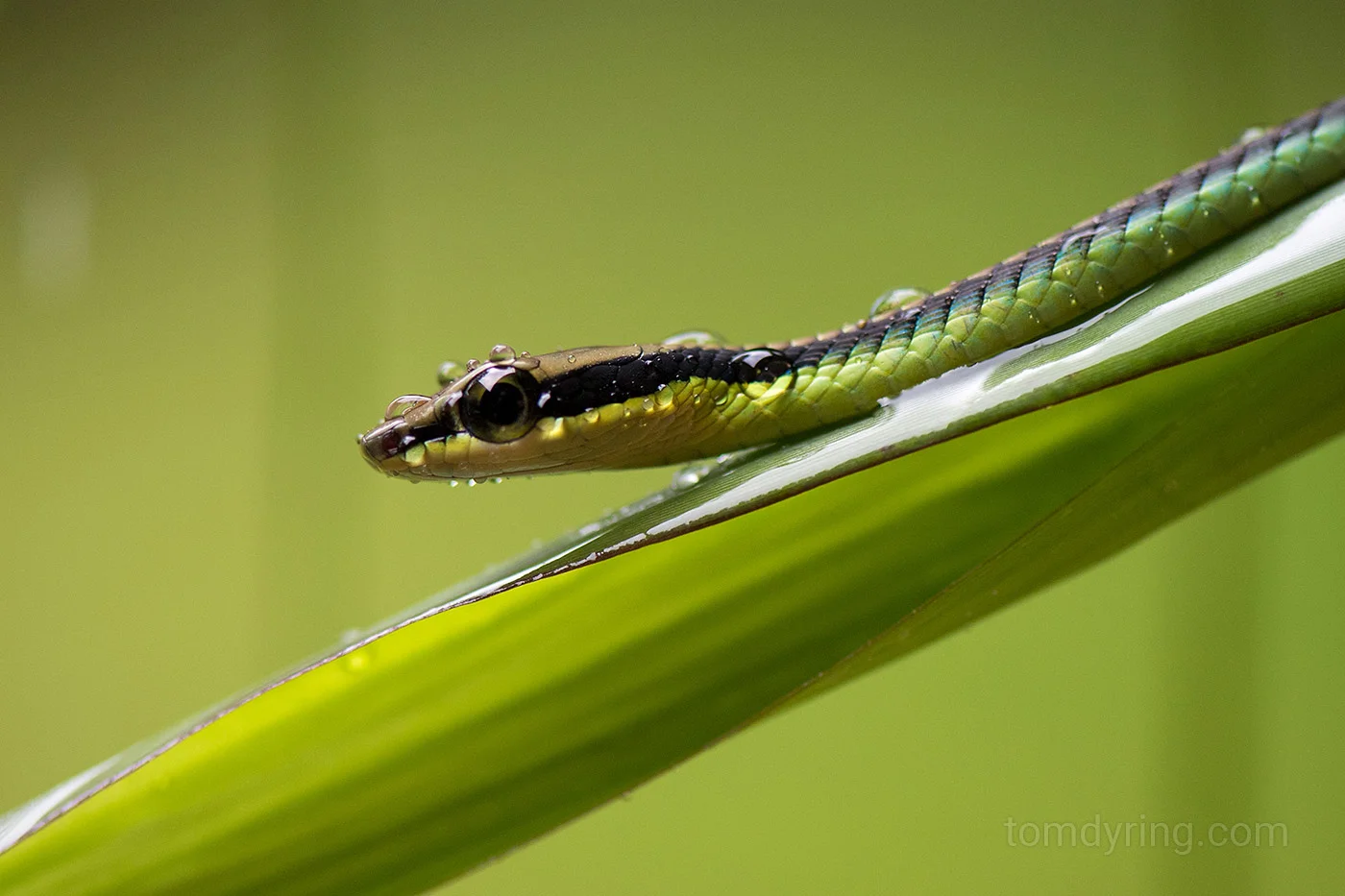 Elegant bronzeback