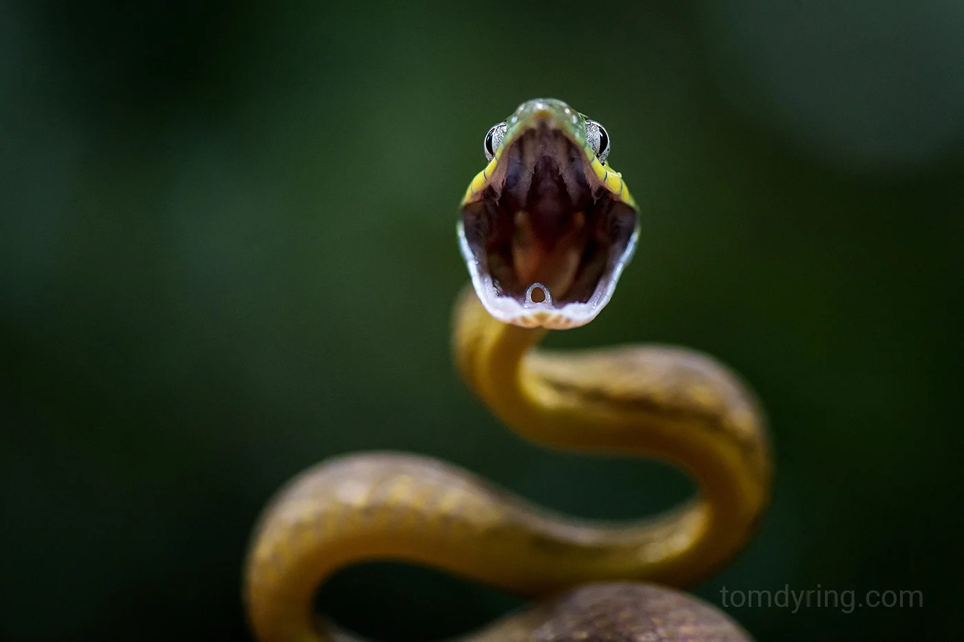 Green cat snake
