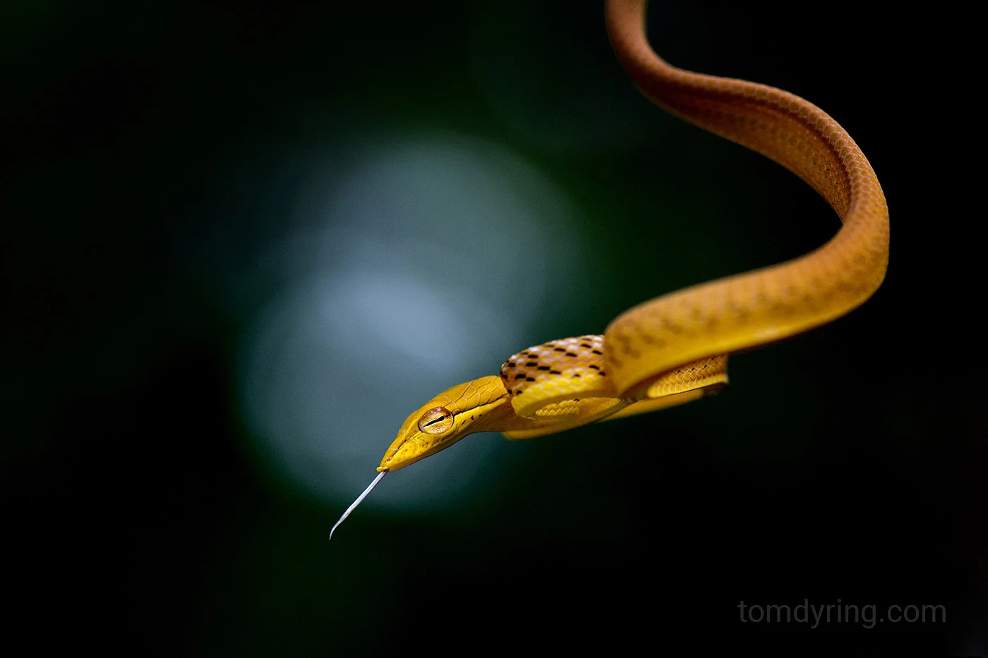 Longnosed whipsnake