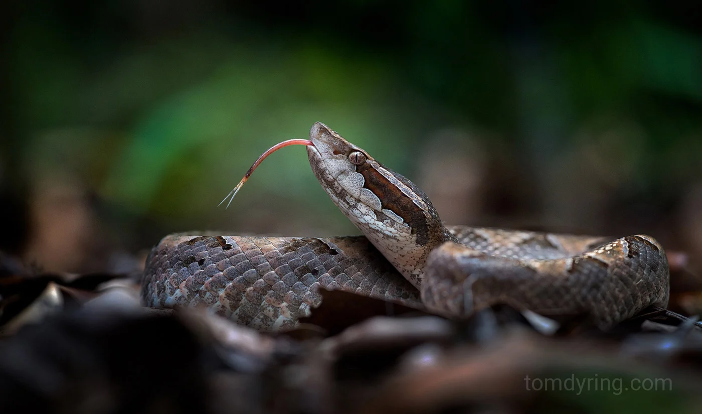 Malayan pit viper