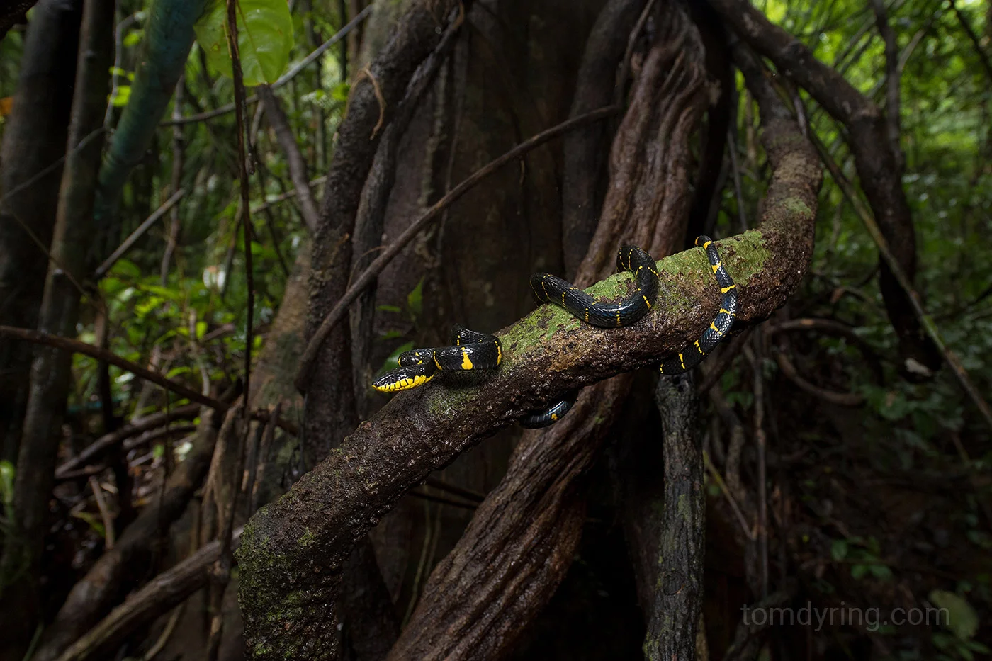 Mangrove cat snake