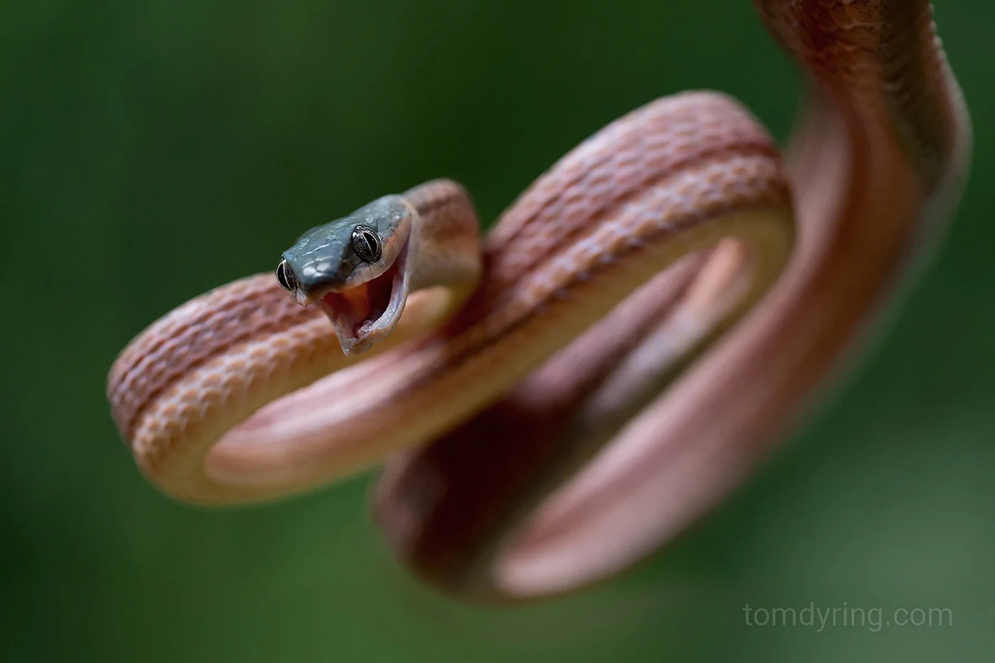 Red cat snake
