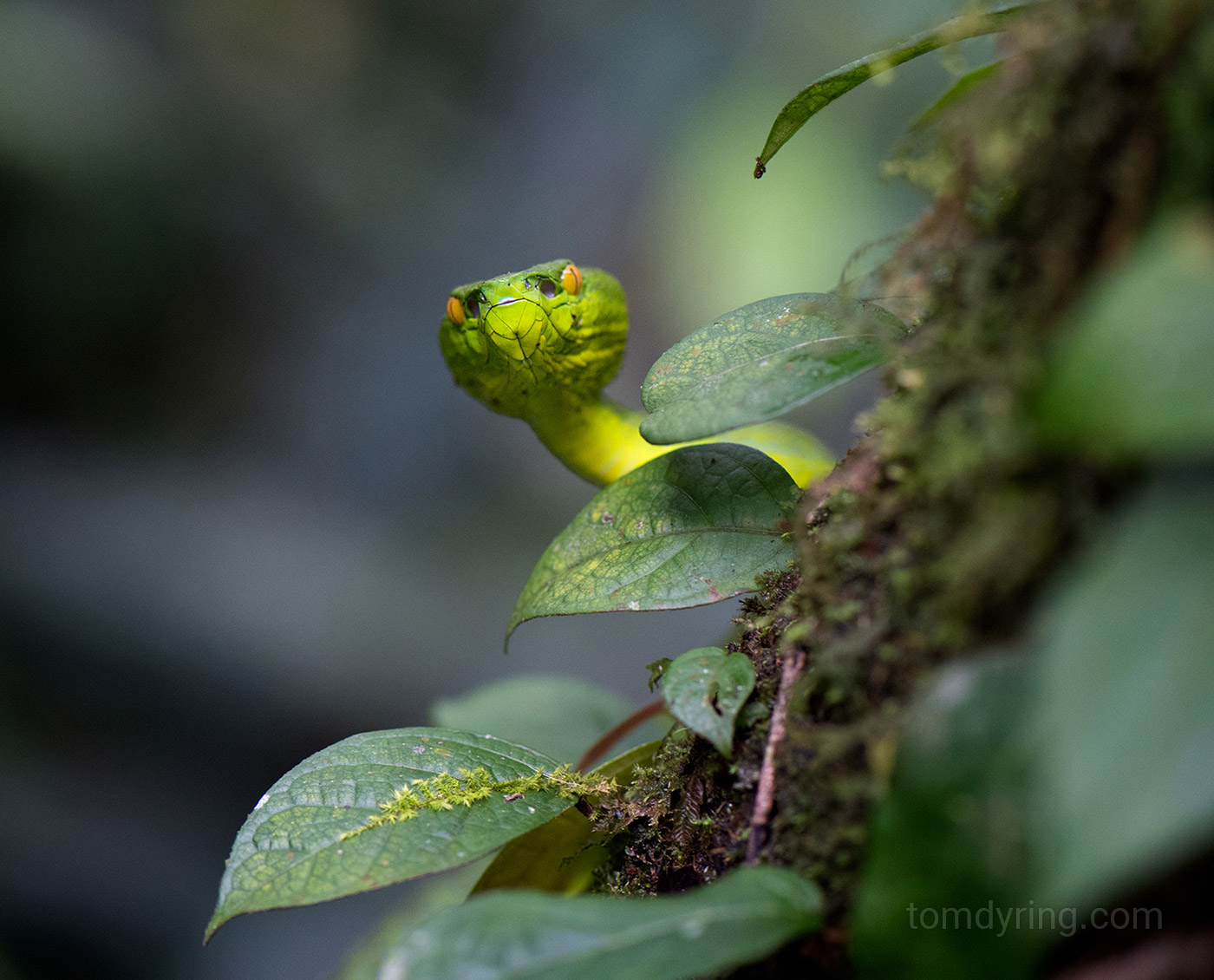Siamese penninsula pit viper