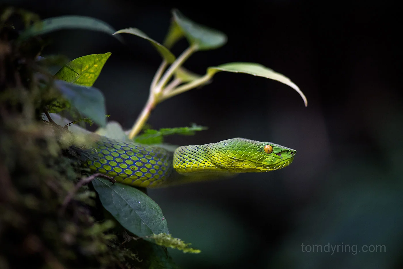 Siamese penninsula pit viper