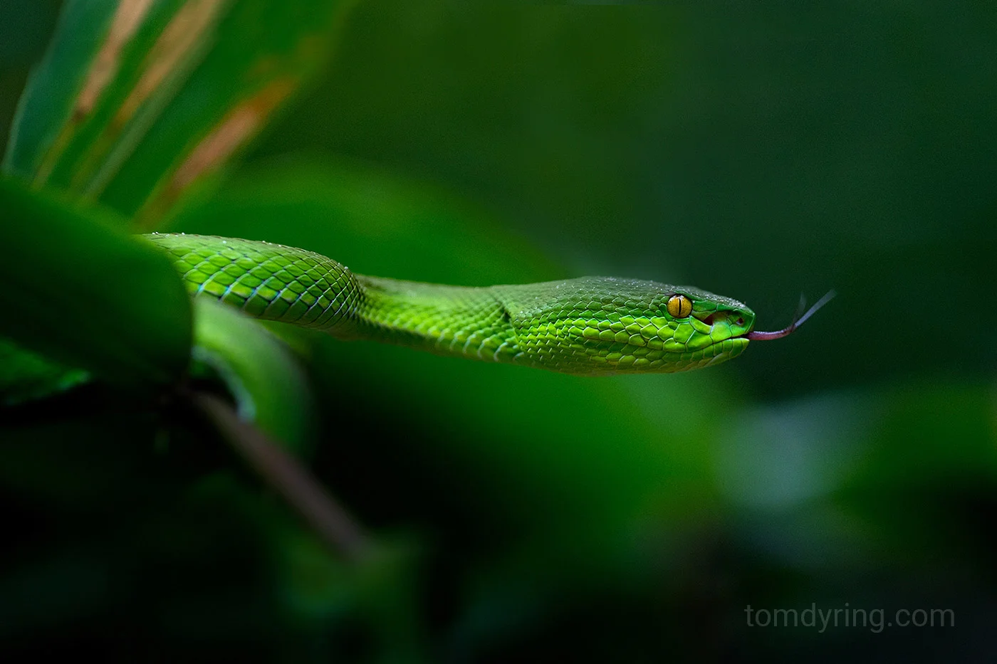 White lipped pit viper