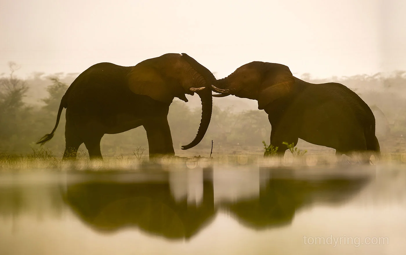 Elephant