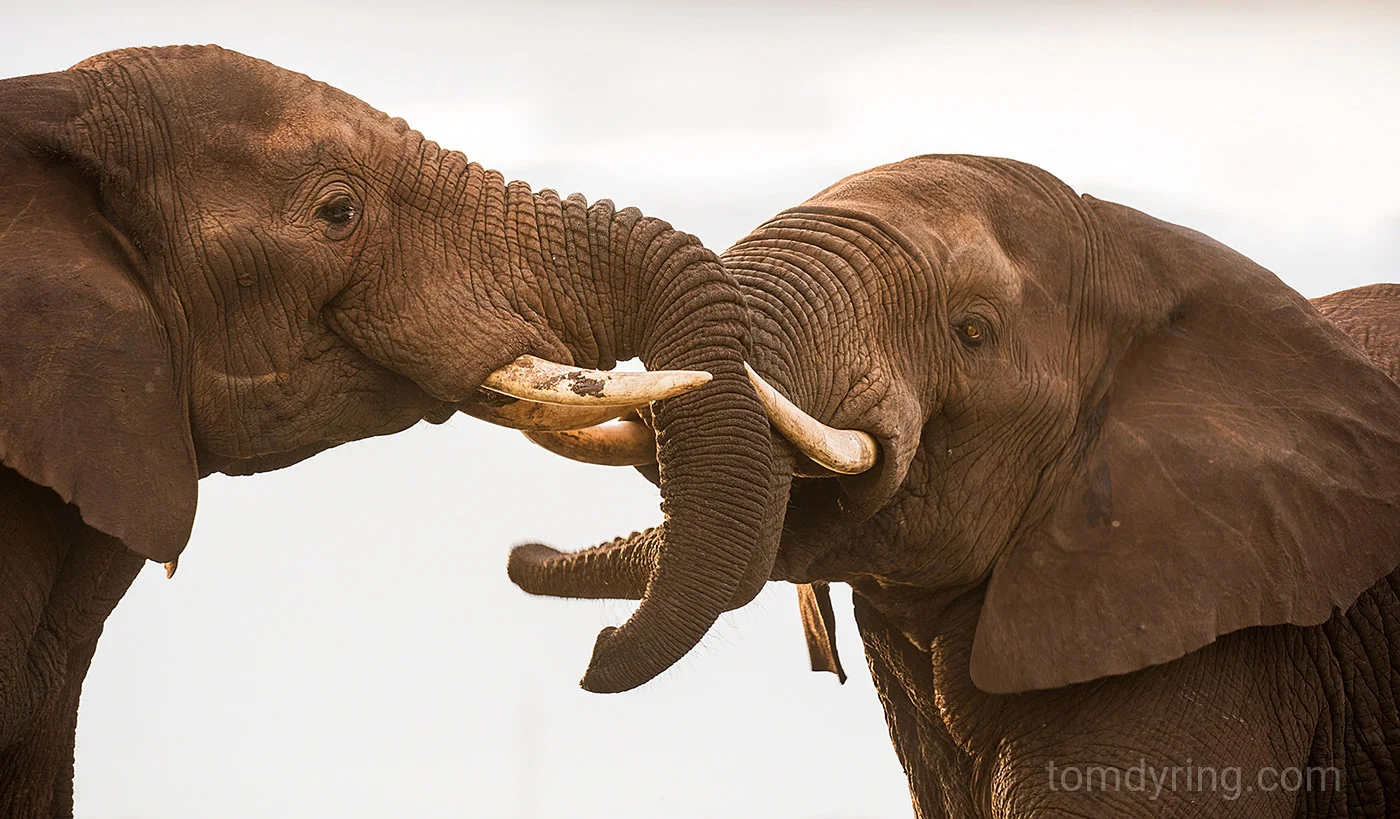 Elephant