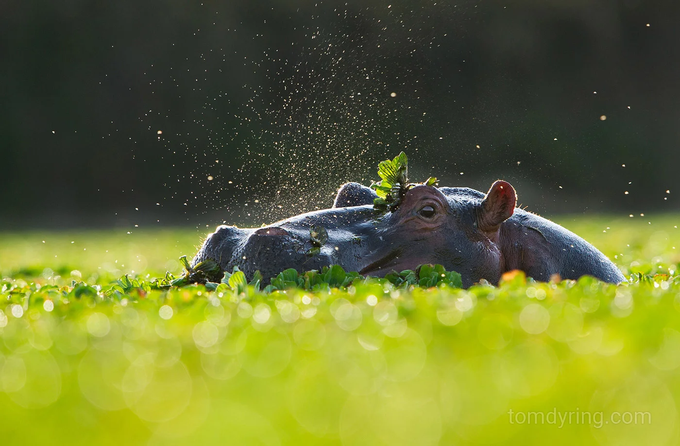 Hippo