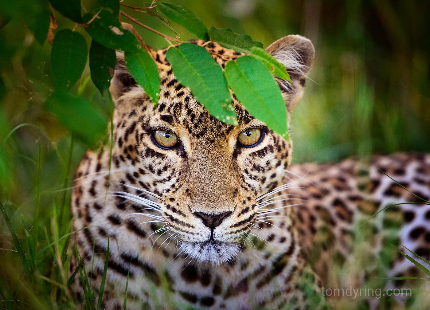 Leopard