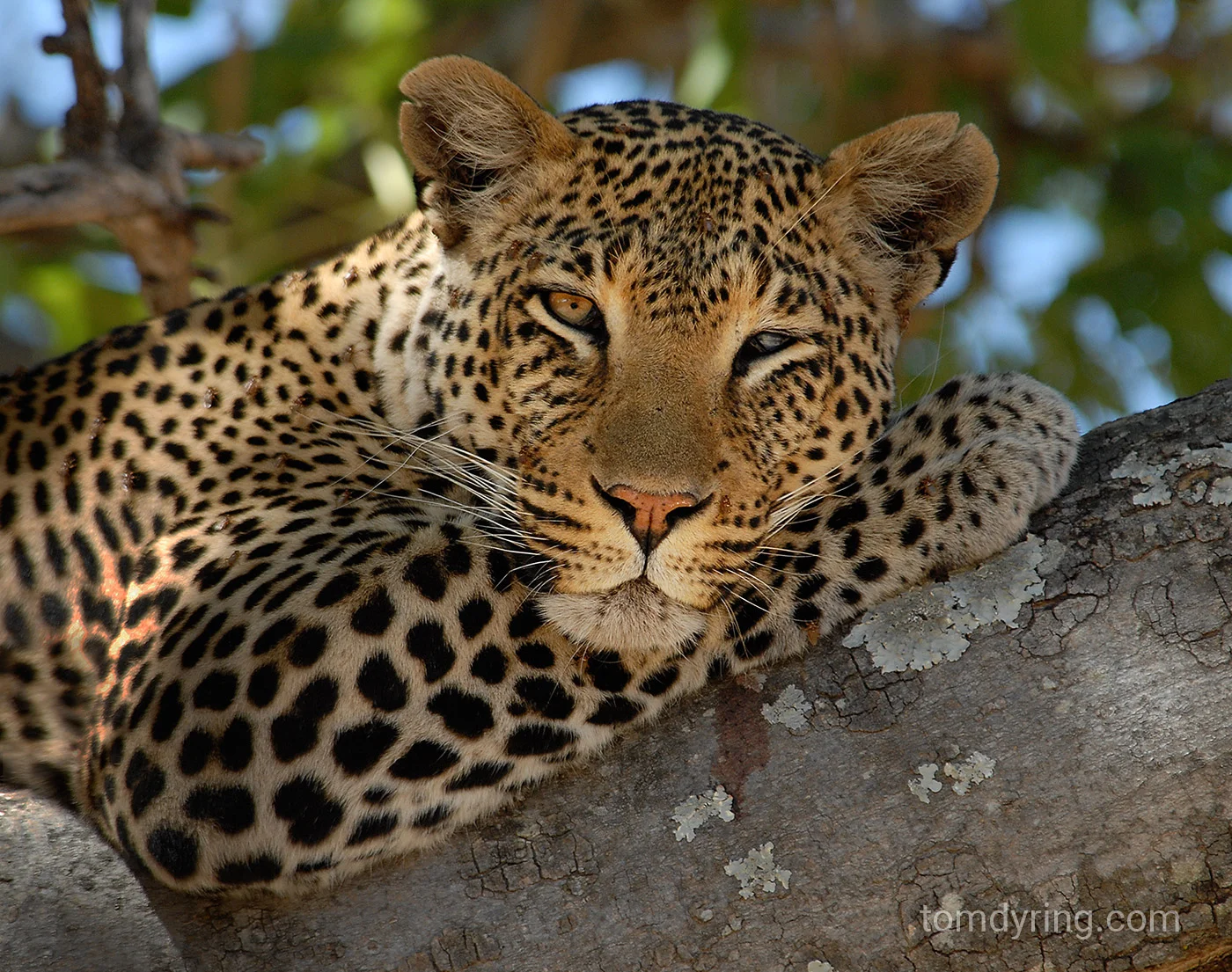Leopard