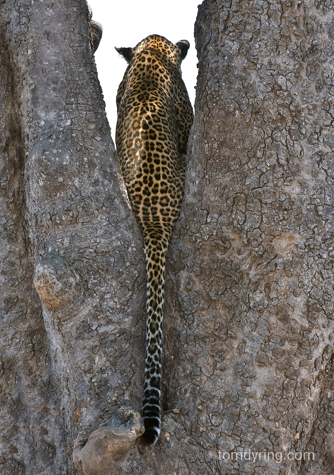 Leopard