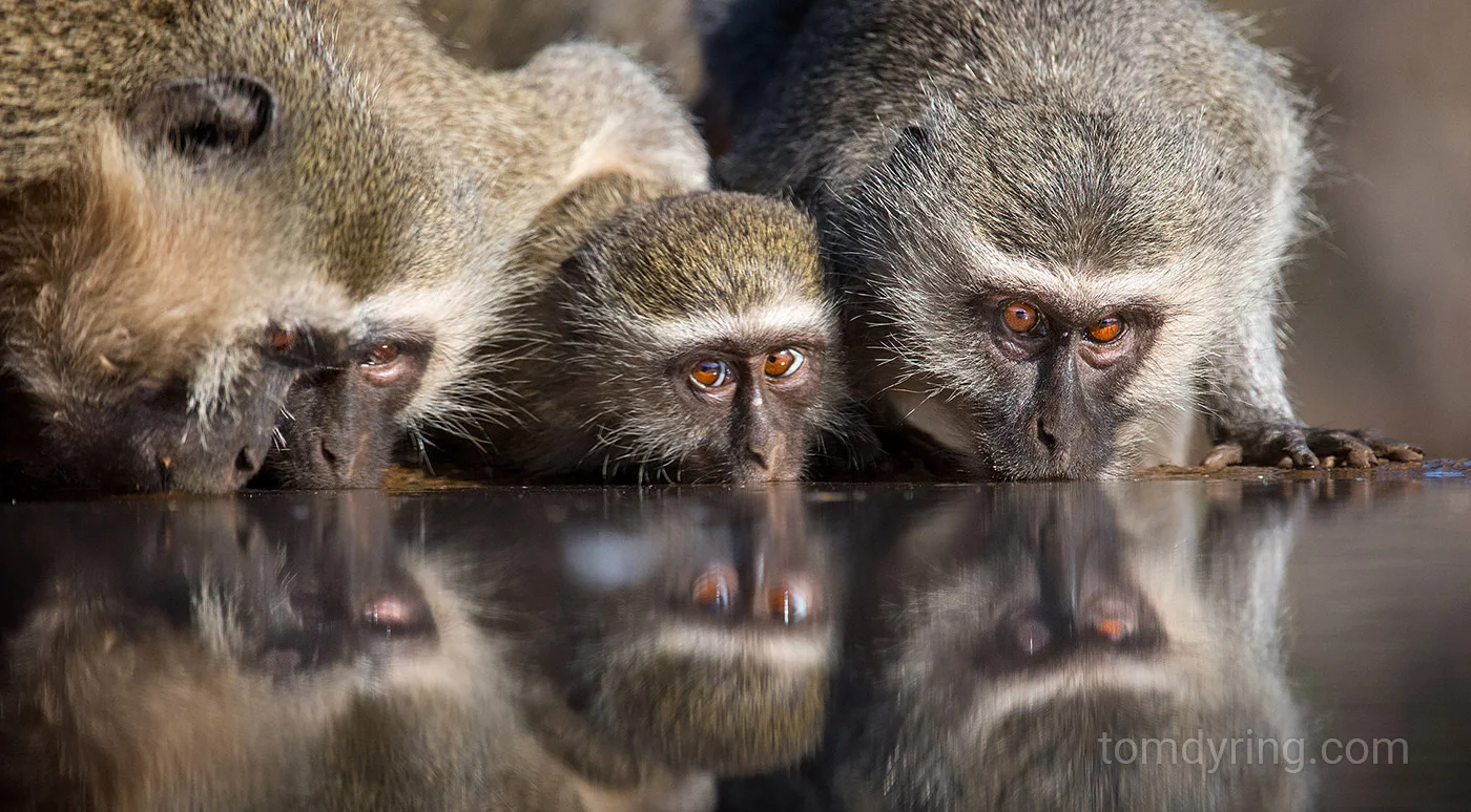 Vervet monkey