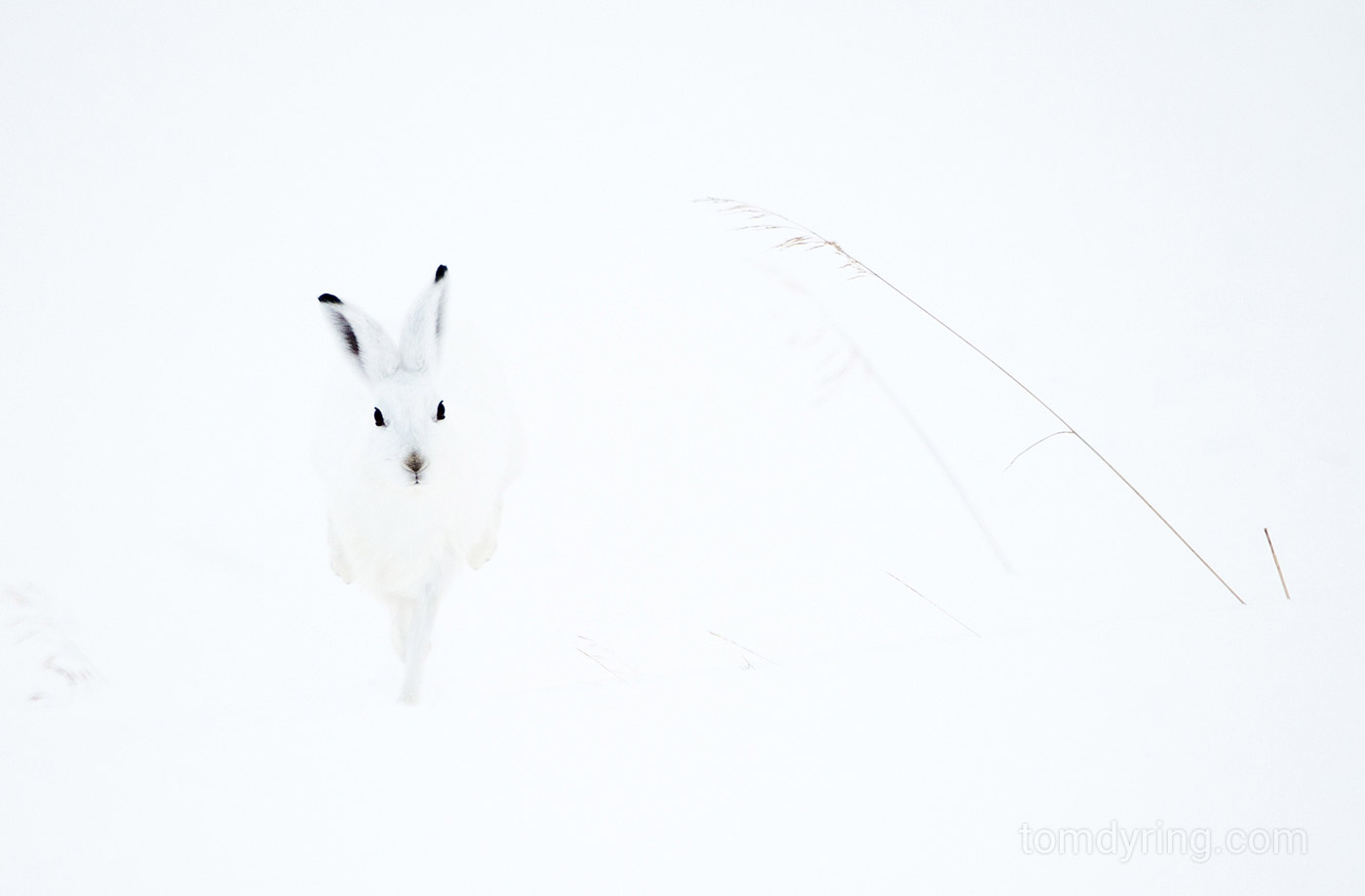 Mountain hare