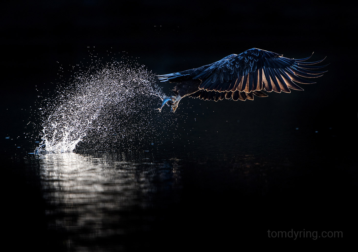 White tailed eagle