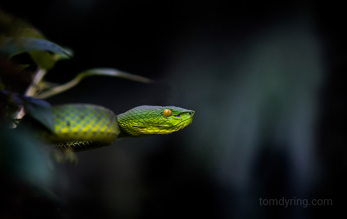 Siamese penninsula pit viper