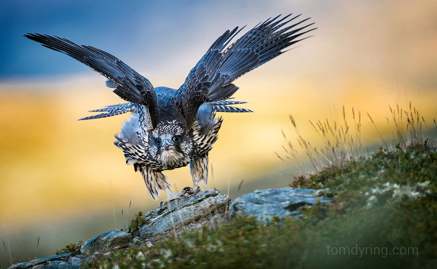 Gyr falcon