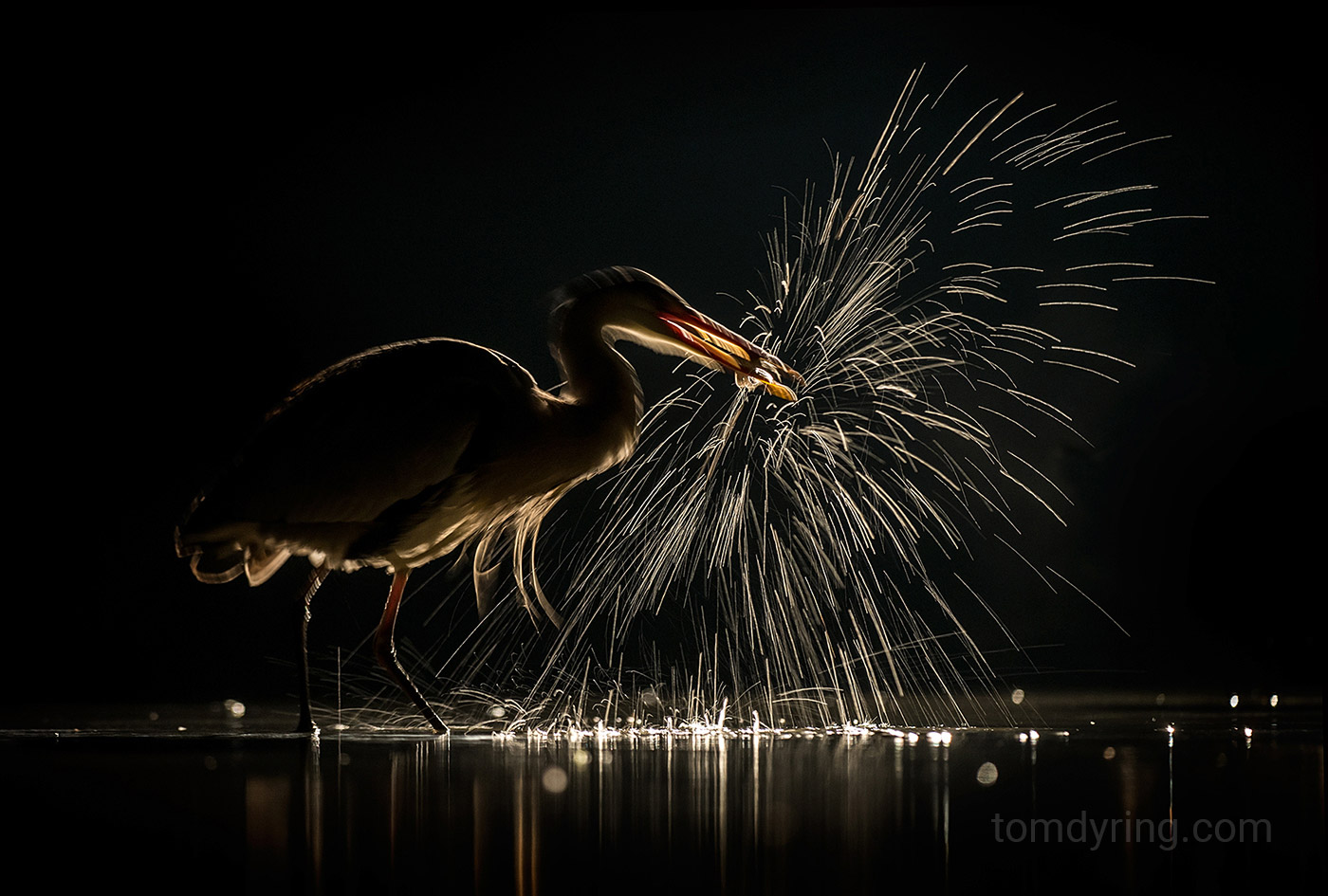 Grey heron