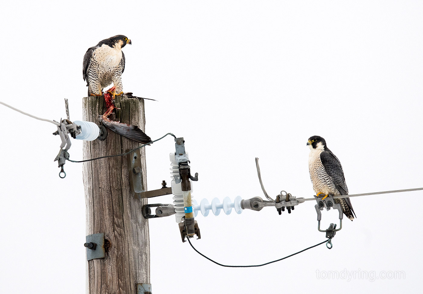 Peregrine falcon